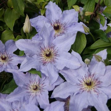 Loistokärhö Myosotis