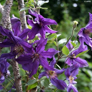 Kellokärhö Saphyra Violetta