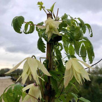 Tarha-alppikärhö alpina Plena