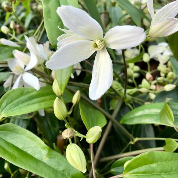 Nietoskärhö - Clematis armandii