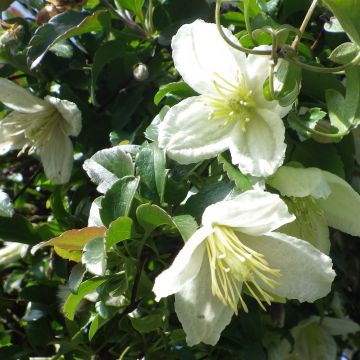 Pallekärhö Wisley Cream