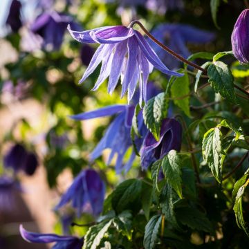 Kruunukärhö - Clematis macropetala