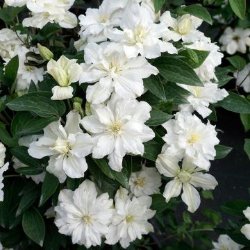 Tiukukärhö White Arabella