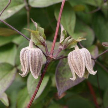 Kamtsatkankärhö - Clematis fusca