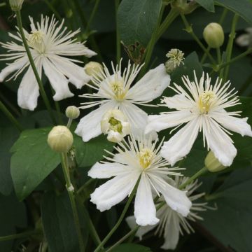 Tuoksukärhö mandshurica