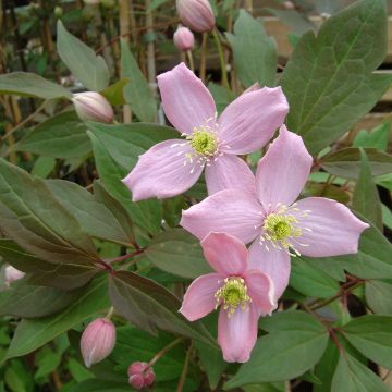 Vuorikärhö Fragrant Spring