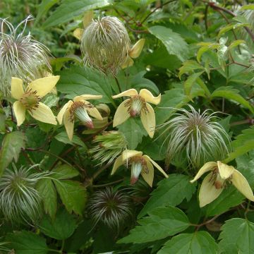 Tuoksukeltakärhö - Clematis serratifolia