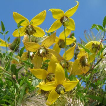 Kiinankeltakärhö - Clematis tibetana subsp. tangutica