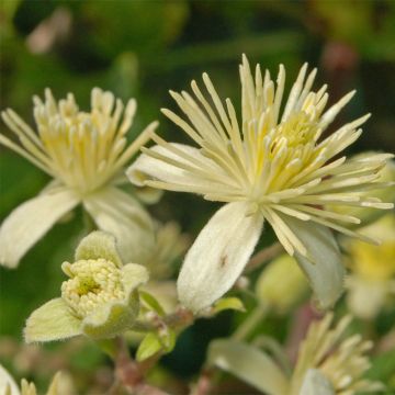 Saksankärhö - Clematis vitalba
