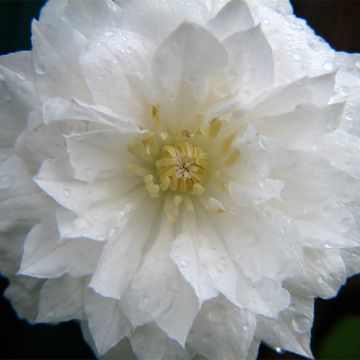 Loistokärhö Arctic Queen Evitwo