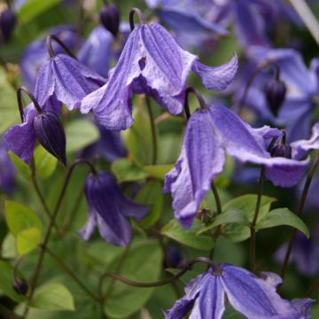 Kellokärhö Eriostemon