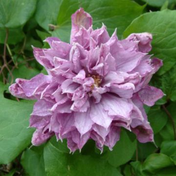 Loistokärhö Proteus