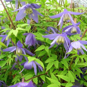 Tarha-alppikärhö - Clematis alpina