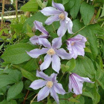 Tiukukärhö Clematis River Star