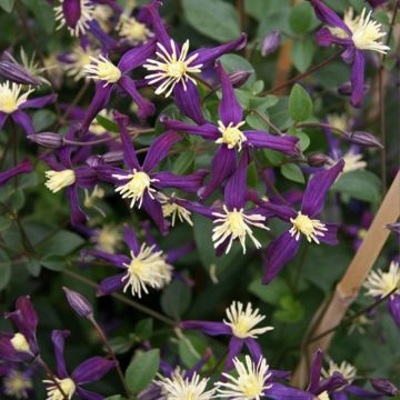 Tuoksukärhö Aromatica