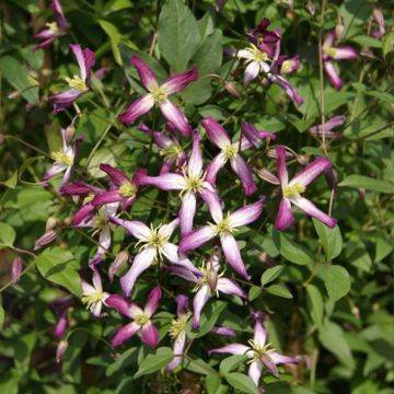 Tuoksukärhö rubromarginata