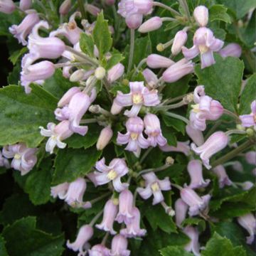 Trumpettikärhö Pink Dwarf