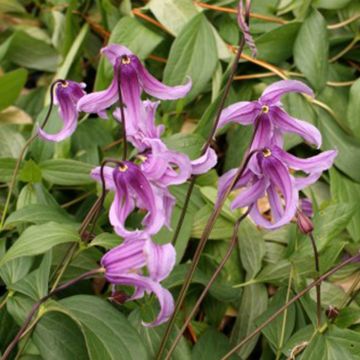 Kellokärhö Rosea