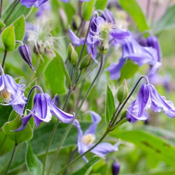 Kellokärhö - Clematis integrifolia