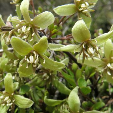 Loistokärhö - Clematis marata