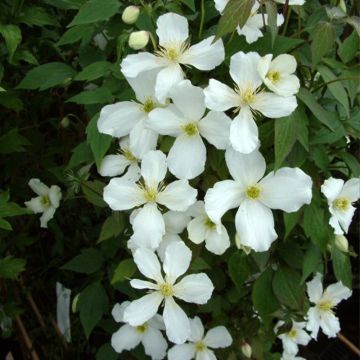 Vuorikärhö Grandiflora