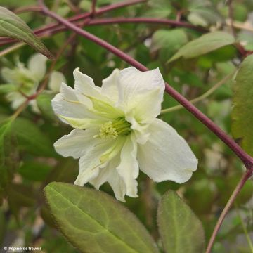 Vuorikärhö Starlet White Perfume