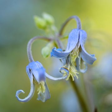 Loistokärhö - Clematis stans