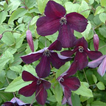 Viinikärhö Black Prince