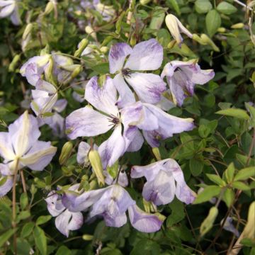 Viinikärhö Caerulea Luxurians