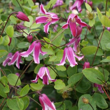 Tarhalyhtykärhö Etoile Rose