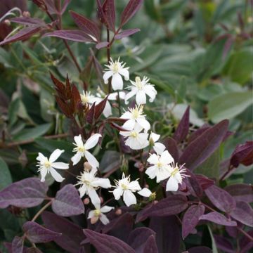 Pensaskärhö Purpurea