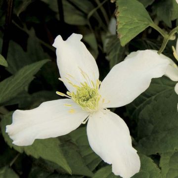 Vuorikärhö Wilsonii