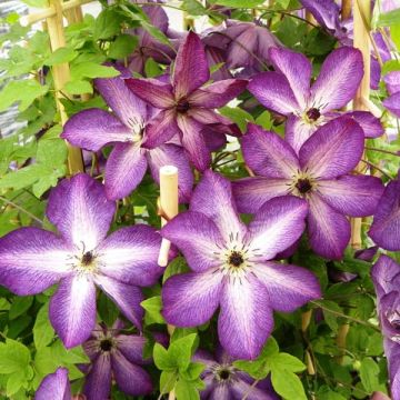 Loistokärhö Venosa Violacea