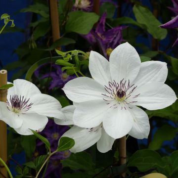 Loistokärhö White Pearl af
