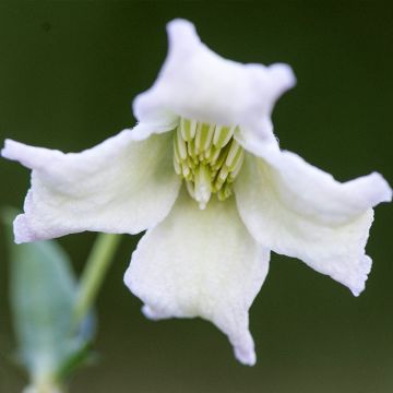 Loistokärhö - Clematis campaniflora
