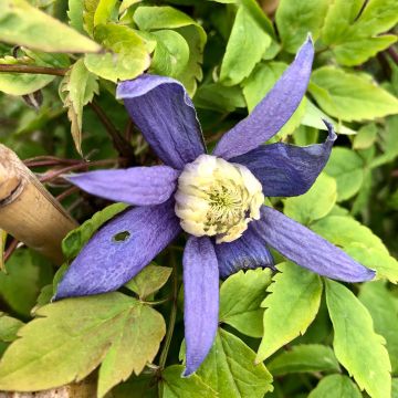 Tarha-alppikärhö Blue Dancer