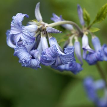 Trumpettikärhö - Clematis heracleifolia