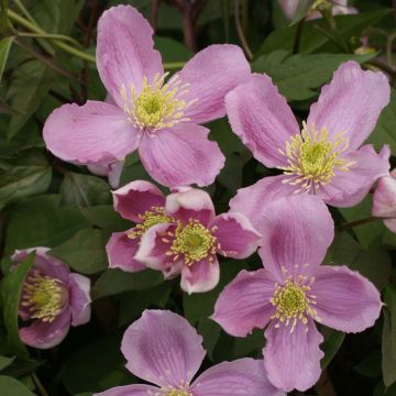 Vuorikärhö Tetrarose