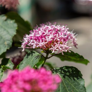 Kohtalonpensaa - Clerodendrum bungei
