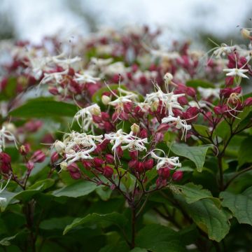 Isokohtalonpensas Purple Blaze