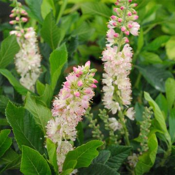 Valkokletra Rosea