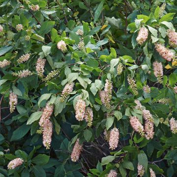 Valkokletra - Clethra alnifolia