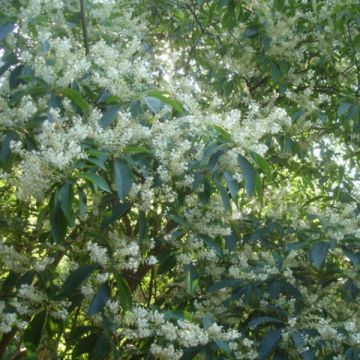 Japaninkletra - Clethra barbinervis