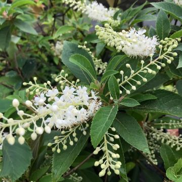 Kletra - Clethra fargesii
