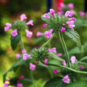 Lehtomäkiminttu - Clinopodium vulgare