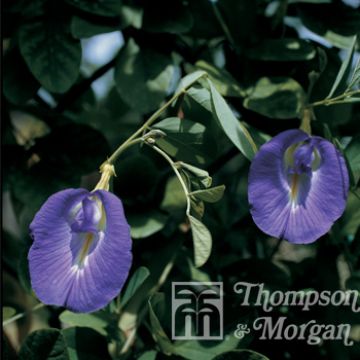 Siniherne (siemenet) - Clitoria ternatea