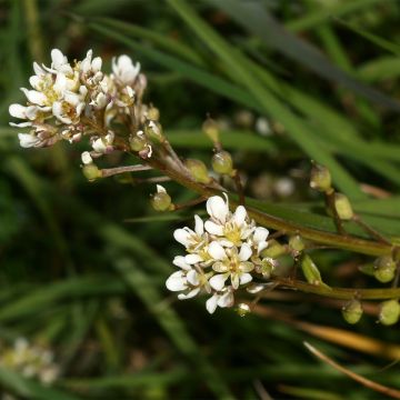 Rohtokuirimo luomu - Ferme de Sainte Marthe - Cochlearia officinalis