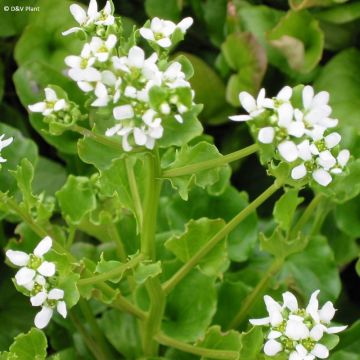 Rohtokuirimo - Cochlearia officinalis
