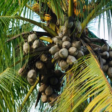 Kookospalmu - Cocos nucifera