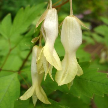 Pikkusydäme - Dicentra macrantha